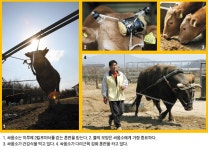 Weekly 공감 청도 소싸움