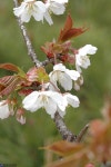 산벚