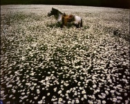 린다 매카트니 사진전 - 대림미술관