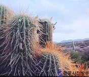 유목민의 노래: 아르헨티나의 풍요로움과 희망