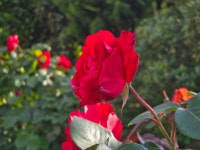 이미지확대보기