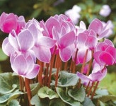 [고영아의 웰빙 가드닝] 은은한 향기, 기품있는 분위기의 플루메리아 - 미주중앙일보  [고영아의 웰빙 가드닝] 은은한 향기, 기품있는 분위기의... 