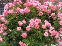 썬스팀카펫크리닝  ( 카펫크리닝트럭마운트전문 , 이사및 공사전후 대청소 ,러그픽업& 딜리버리 )   ::: 미주 중앙일보 - The... 