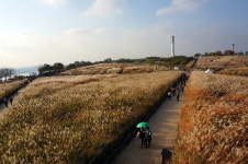 산행기 - 하늘공원 억새 장관, 도심속 가을 정취