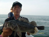 (西)서해조황 - 23일격포갈매기빨래판광어.우럭손맛봤어요