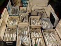 갈치조황++ - 10월8일 격포갈매기 갈치대박!!