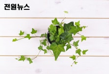 aT화훼사업센터, 미세먼지 농도 낮추는 ‘반려식물’ 인기 - 한국생활체육뉴스 aT화훼사업센터, 미세먼지 농도 낮추는 ‘반려식물’ 인기