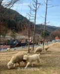 강원도 아이 및 반려견과 함께 즐기는 동물 체험 관광 호평 - 한국생활체육뉴스 강원도 아이 및 반려견과 함께 즐기는 동물 체험 관광 호평