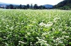  제주에서 보롬왓 제주 메밀밭 개방 행사