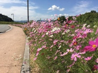  경주시 월성동의 또 다른 볼거리, 코스모스 꽃길 조성 