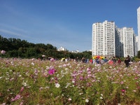  용인시 기흥구 구성동, 코스모스 축제 주민 3천여명 다녀가며 성료