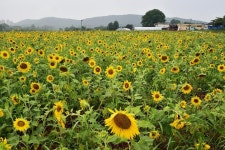 수원 당수동 시민농장, 이젠 안녕!