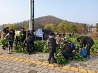  계양구자원봉사센터 저탄소 녹색성장 “G패밀리봉사단” 배추 수확 전달