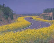  제주유채꽃축제조직위원회,오는 4월 4일부터 4일간 표선면 가시리 조랑말체험공원 일원에서 개최
