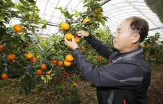 경인투데이뉴스 태안산 황금향, 외국인도 반했다!