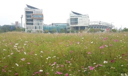 경인투데이뉴스 코스모스가 단원구청에 가을을 몰고 왔어요