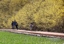  경북 의성군 산수유마을 축제