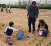 경인투데이뉴스 서울 강서구, 텃밭농장에서‘수확의 기쁨’맛봐요~