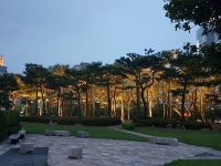 경인투데이뉴스 광주광역시, 청사 소나무 숲 야간 경관조명 설치