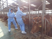 경인투데이뉴스 영암군, 구제역 청정지역 유지에 혼신