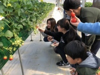 경인투데이뉴스 광주광역시 딸기농장, 수확체험 프로그램으로 인기