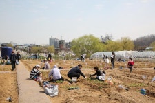 경인투데이뉴스 금천구, 코로나19 스트레스, 탁 트인 주말농장에서 해소해요