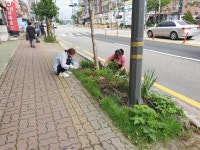 경인투데이뉴스 안산시 사동, 석호로 가로수 잡초제거 나서