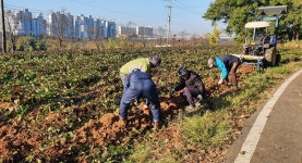 경인투데이뉴스 농촌지도자 서구연합회, 정성껏 키운 ‘사랑의 고구마’ 나눔