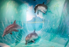 [포토]시흥시, 보니타가 딥다이빙풀 개장, 깊이만 35M:경인투데이뉴스 ≪경인투데이뉴스≫ [포토]시흥시, 보니타가 딥다이빙풀 개장, 깊이만 35M