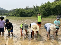 수원시 칠보생태환경체험교육관, 시민과 함께하는 전통 모내기 체험 행사:경인투데이뉴스 ≪경인투데이뉴스≫ 수원시 칠보생태환경체험교육관... 