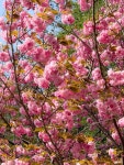 “지금, 봄의 클라이맥스를 걷다” 부산시설공단, 중앙공원 겹벚꽃 절정:경인투데이뉴스 ≪경인투데이뉴스≫ “지금, 봄의 클라이맥스를 걷다”... 