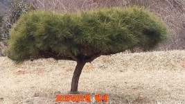 최초 Since 2009 친환경 사계절용 말뚝퇴비(특허, 조달청 등.. [라펜트 모바일웹 조경소재]