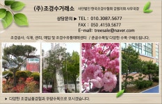 소나무(조형,특수목) R20-25 판매 (다른 수목도 보유중) [라펜트 모바일웹 조경소재]