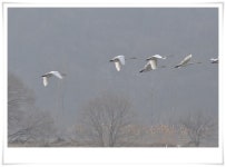 라이카클럽