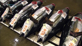 MBCNET-편성공지 - 어영차 바다야 178회(웅어, 일본 참치)