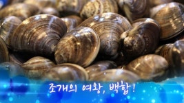 MBCNET-편성공지 - 어영차 바다야 297회(쥐치, 남해어부 김상우 씨, 백합)