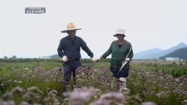 MBCNET-편성공지 - 어영차 바다야 470회 (여름철 고수온, 달고 짠 소금인생)