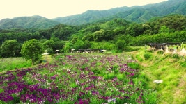 MBCNET-편성공지 - 다큐 나는...산다 147회 (흥하라, 원주 것들)