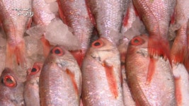 MBCNET-편성공지 - 어영차 바다야266회(눈볼대&홍감펭, 통영 이수연 선장님, 대구)