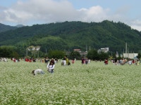 지역축제 - 효석문화제 | 문화체육관광부