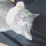 매일매일 함께,메롱샵♥ 저희집 개*끼를 소개합니다코디북 - 메롱샵