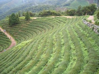 오픈 갤러리 - 차밭