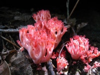 산행기 - ▒ 지리산- 거림에서 의신으로