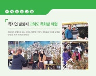 목포시육지면 발상지 고하도 목화솜 체험 육지면 발상지 고하도 목화솜 체험
