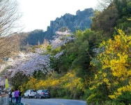목포시유달산의 봄 유달산의 봄