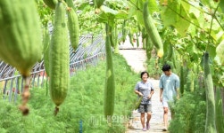 [내외포토]여름 더위 속에서 맞이하는 입추(立秋), 영글어가는 수세미 - 내외일보 [내외포토]여름 더위 속에서 맞이하는 입추(立秋), 영글어가는... 