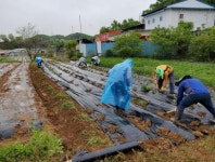 과림농산 | 시흥시 과림동 꿈빛 지역사회보장협의체 '텃밭 농산물 사랑 더하기' 활동 추진 - 내외일보 시흥시 과림동 꿈빛 지역사회보장협의체 '텃밭 농산물...