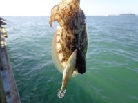 코스모스호에 오신걸 환영합니다.