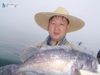 태안 선상낚시 6월 13일 바다2호 (신 창덕호) 조황 입니다 청용호 조황정보  [충남 - 태안군] - 낚시배닷컴