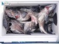 태안 선상낚시 9월16일 창덕호 대박조황 2부입니다 청용호 조황정보  [충남 - 태안군] - 낚시배닷컴